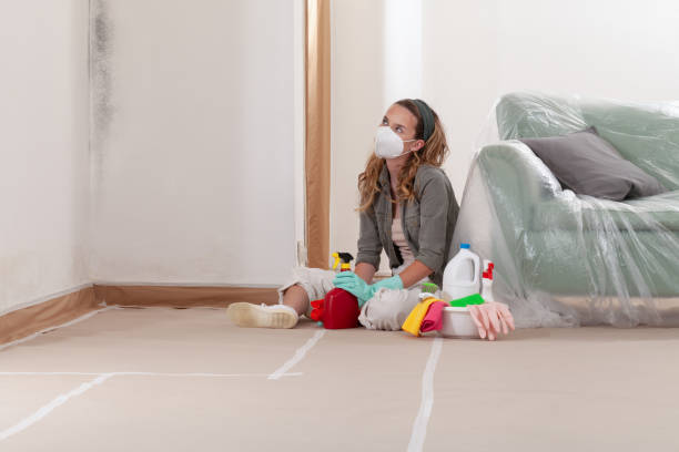 Reliable Black Mold Remediation contractor in Bohemia, NY by Car Mold Remediation