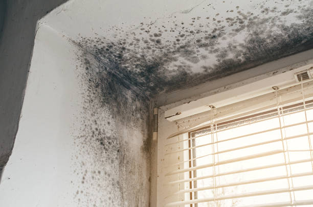 Affordable Black Mold Remediation solutions in Bohemia, NY